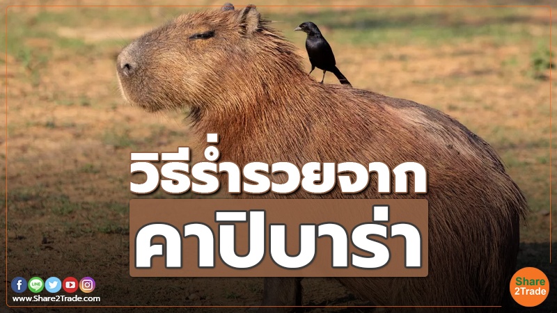 วิธีร่ำรวยจาก"คาปิบาร่า"