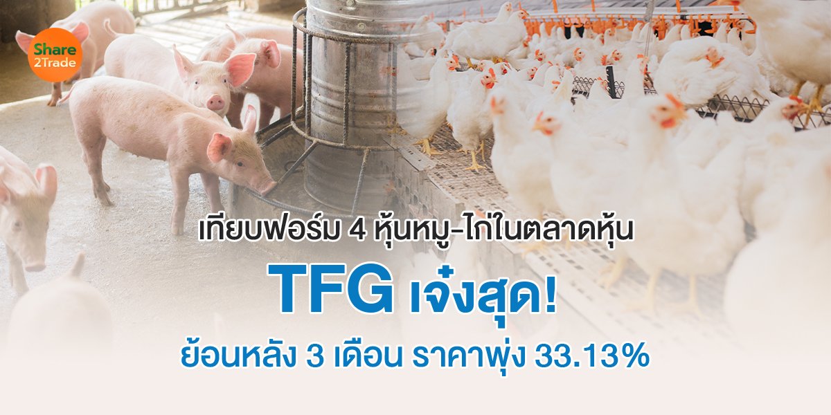 เทียบฟอร์มหุ้นหมูไก่ในตลาดหุ้น BTG-CFARM-GFPT-TFG
