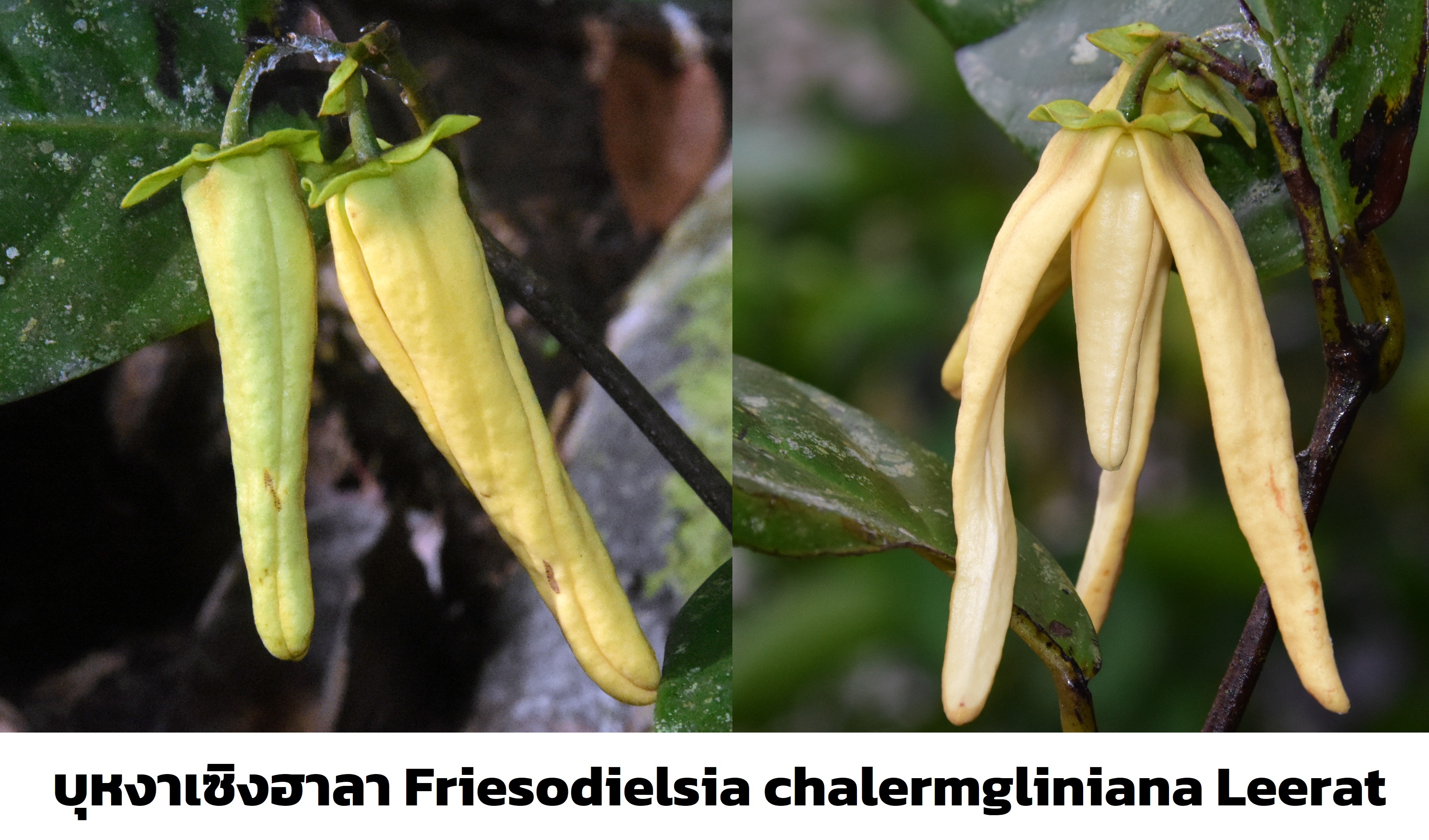 Friesodielsia01.jpg