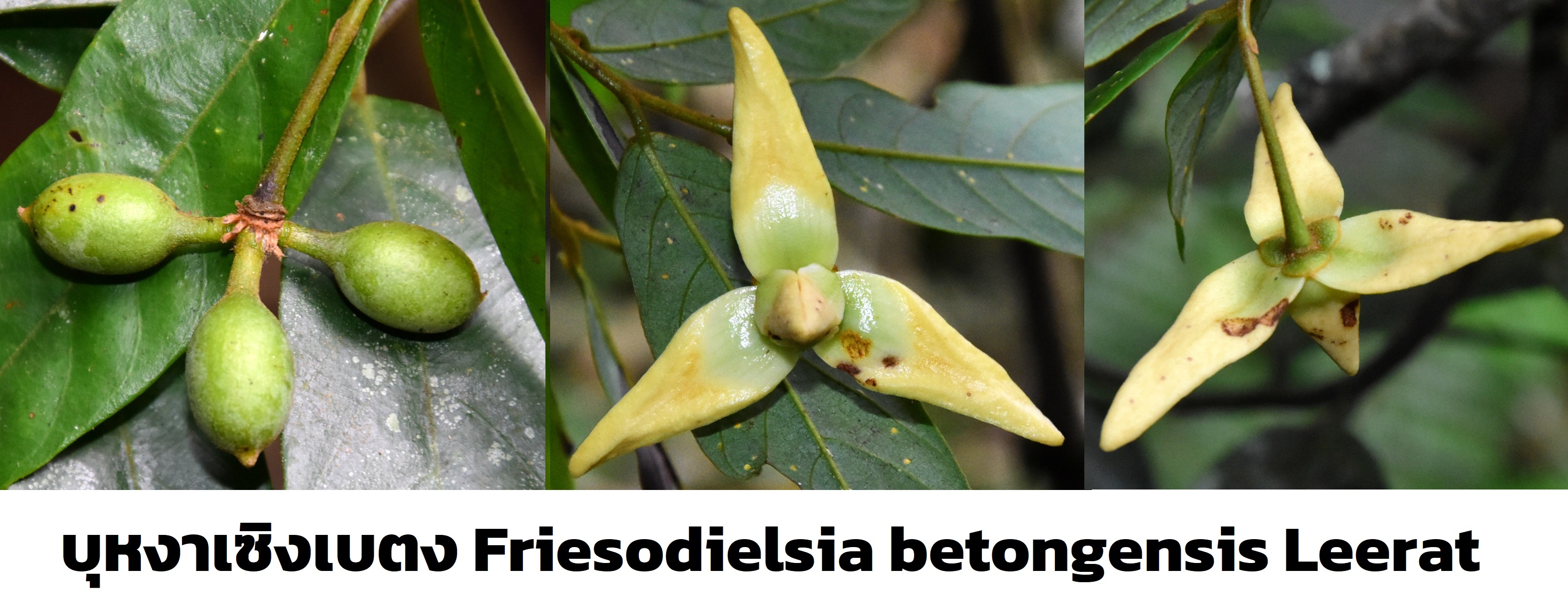 Friesodielsia02.jpg
