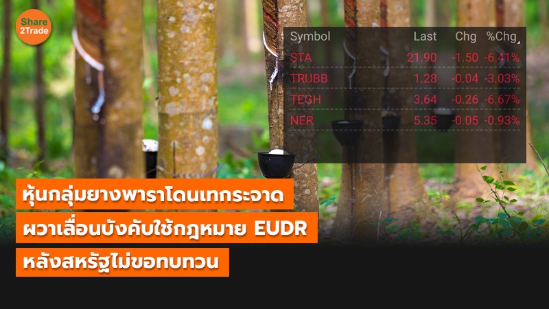 หุ้นกลุ่มยางพาราโดนเทกระจาด ผวาเลื่อนบังคับใช้กฎหมาย EUDR หลังสหรัฐไม่ขอทบทวน