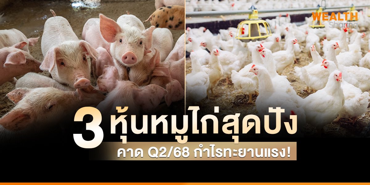 3 หุ้นหมูไก่สุดปัง คาด Q2/68 กำไรทะยานแรง!