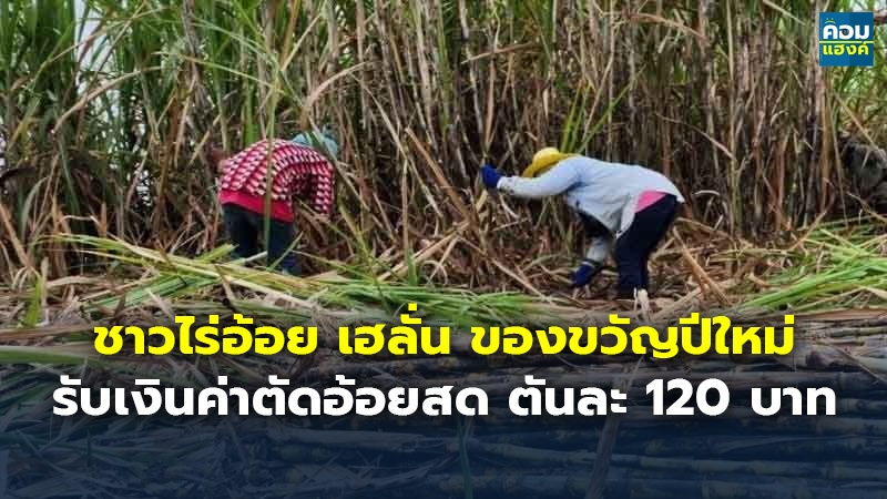 ชาวไร่อ้อย เฮลั่น ของขวัญปีใหม่ รับเงินค่าตัดอ้อยสด ตันละ 120 บาท