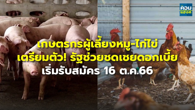 เกษตรกรผู้เลี้ยงหมู-ไก่ไข่ เตรียมตัว! รัฐช่วยชดเชยดอกเบี้ย เริ่มรับสมัคร 16 ต.ค.66