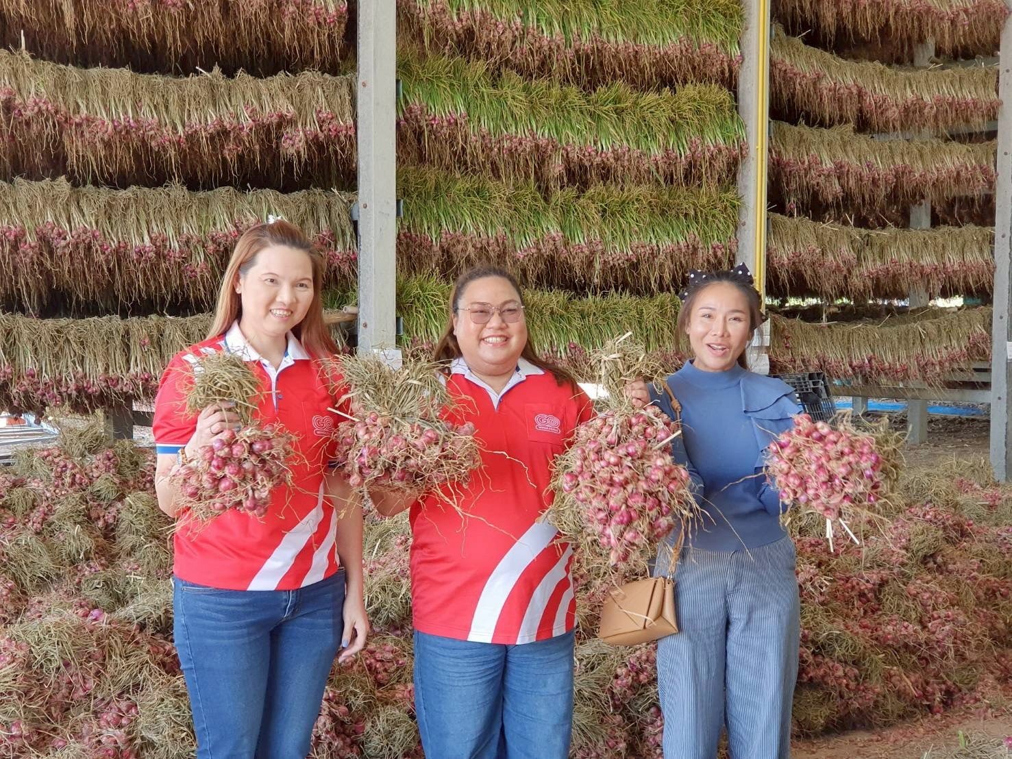 โก โฮลเซลล์ จับมือกรมการค้าภายใน รับซื้อหอมแดง ช่วยเกษตรกรแนวชายแดน บรรเทาปัญหาผลผลิตล้นตลาด